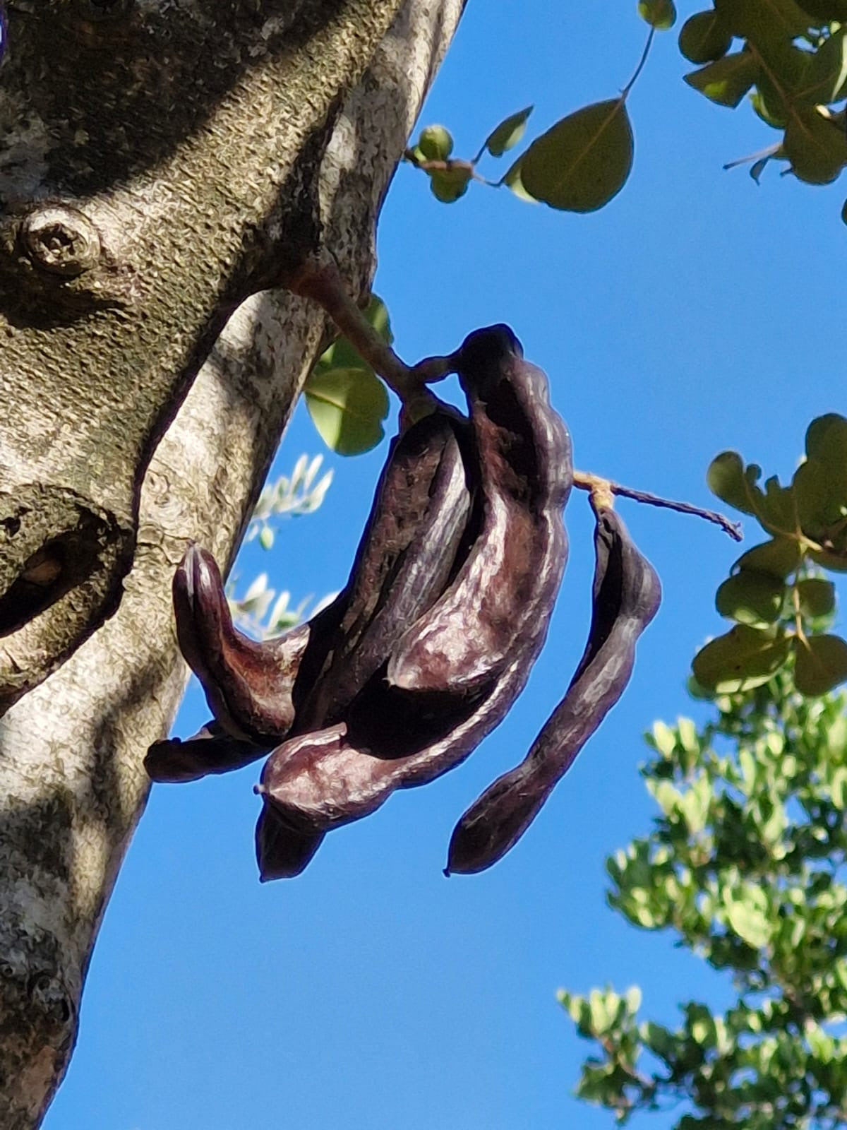 Pure Carob Syrup