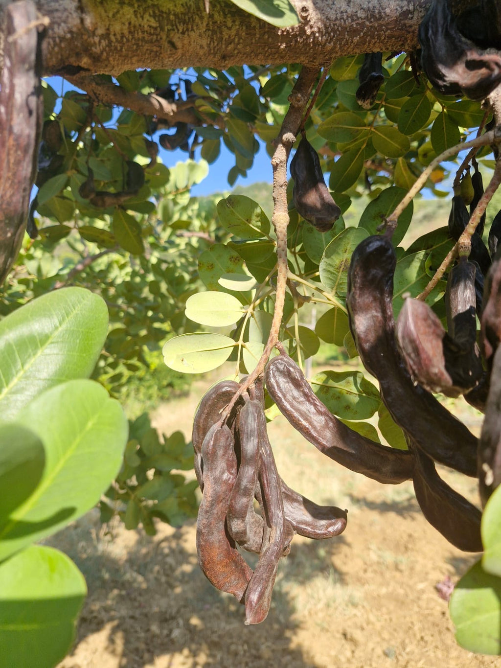 Pure Carob Syrup